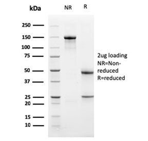 SDS-PAGE analysis of purified, BSA-free PDL1 antibody as confirmation of integrity and purity.