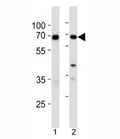 XRCC6 antibody western blot analysis in 1) 293 and 2) A549 lysate
