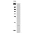 Western blot testing of mouse brain tissue lysate with NDUFB3 antibody. Predicted molecular weight: 12-14 kDa.