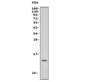 Western blot testing of mouse brain tissue lysate with NDUFB3 antibody. Predicted molecular weight: 12-14 kDa.