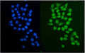 Immunofluorescent staining of FFPE human HepG2 cells with PARP2 antibody (green) and DAPI nuclear stain (blue). HIER: steam section in pH6 citrate buffer for 20 min.