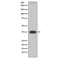 Western blot testing of mouse liver lysate with ARG1 antibody. Predicted molecular weight ~35 kDa.