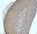 IHC staining of FFPE mouse adrenal tissue with GCLM antibody. HIER: boil tissue sections in pH8 EDTA for 20 min and allow to cool before testing.
