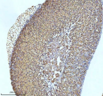 IHC staining of FFPE mouse adrenal tissue with GCLM antibody. HIER: boil tissue sections in pH8 EDTA for 20 min and allow to cool before testing.