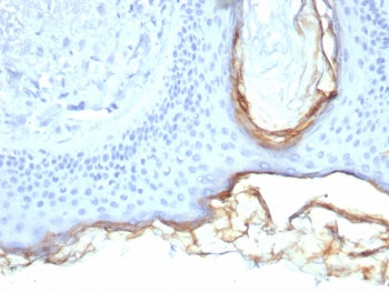 IHC staining of FFPE human skin tissue with Kallikrein 5 antibody (clone KLK5/4760). HIER: boil tissue sections in pH 9 10mM Tris with 1mM EDTA for 20 min and allow to cool before testing.