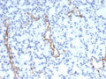 IHC staining of FFPE mouse lung with vWF antibody (clone VWF/4105). HIER: boil tissue sections in pH 9 10mM Tris with 1mM EDTA for 20 min and allow to cool before testing.
