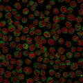 Immunofluorescent staining of PFA-fixed human Raji cells with CD79 antibody (clone SPM549, green) and Reddot nuclear stain (red).