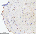 IHC staining of FFPE zebrafish brain tissue with Zebrafish Hsc70 antibody, HRP secondary and DAB substrate. HIER: boil tissue sections in pH8 EDTA for 20 min and allow to cool before testing.
