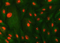 Immunofluorescent staining of FFPE human A549 cells with SMC1A antibody (red) and Beta Tubulin mAb (green). HIER: steam section in pH6 citrate buffer for 20 min.