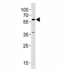 Western blot testing of SMAD2 antibody at 1:1000 dilution + NIH3T3 lysate; Predicted molecular weight: 52~60 kDa.