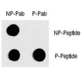 Dot blot analysis of phospho-c-Fos antibody. 50ng of phos-peptide or nonphos-peptide per dot were spotted. P-Pab=phos-Ab; P-Peptide=phos-peptide; NP-Peptide=nonphos-peptide.