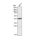 Human MCF7 cell lysate tested with the CTSH antibody at 1:1000 dilution for 1 hour at room temperature. Predicted molecular weight ~37 kDa.