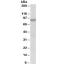 Western blot testing of human frontal cortex lysate with NPAS4 antibody at 0.3ug/ml. Predicted molecular weight ~87kDa.
