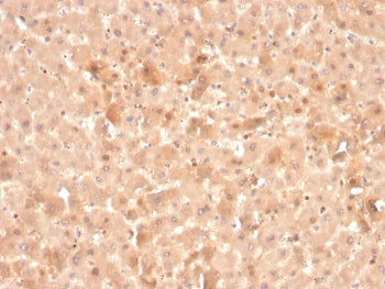 IHC staining of FFPE human liver with F7 antibody. HIER: boil tissue sections in pH 9 10mM Tris with 1mM EDTA for 20 min and allow to cool before testing.