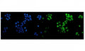 Immunofluorescent staining of FFPE human A431 cells with p63 antibody (green) and DAPI nuclear stain (blue). HIER: steam section in pH6 citrate buffer for 20 min.