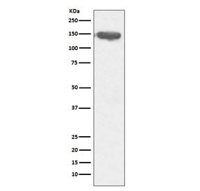 Western blot testing of human ThP1 cell lysate with CD13 antibody. Expected molecular weight: 110-150 kDa depending on glycosylation level.