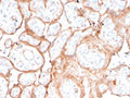 IHC staining of FFPE human placenta with recombinant Aurora B antibody (clone rAURKB/1592). HIER: boil tissue sections in pH 9 10mM Tris with 1mM EDTA for 20 min and allow to cool before testing.
