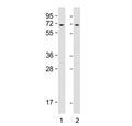 Western blot testing of human 1) HeLa and 2) K562 cell lysate with YTHDF3 antibody.  Predicted molecular weight ~64 kDa.
