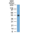 Western blot testing of rat colon lysate with EpCAM antibody. Expected molecular weight: ~35 kDa (unmodified), 40-43 kDa (glycosylated).