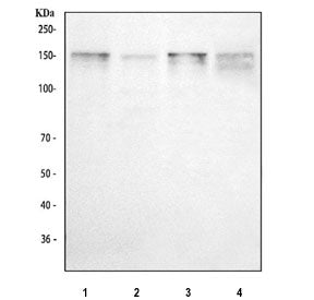 Western blot testing of 1) human HepG2, 2) human K562, 3) rat C6 and 4) mouse NIH 3T3 cell lysate with THBS1 antibody. Expected molecular weight: 130-200 kDa depending on glycosylation level.