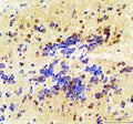 IHC staining of FFPE zebrafish brain tissue with Zebrafish Csnk2b antibody, HRP secondary and DAB substrate. HIER: boil tissue sections in pH8 EDTA for 20 min and allow to cool before testing.