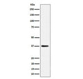 Western blot testing of human HepG2 cell lysate with MRPS31 antibody. Predicted molecular weight ~45 kDa, commonly observed at ~38 kDa.