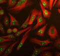 Immunofluorescent staining of using anti-ARL3 antibody (green) and anti-Beta Tubulin antibody (red). ARL3 was detected in an immunocytochemical section of human HeLa cells. Enzyme antigen retrieval was performed using IHC enzyme antigen retrieval reagent for 15 mins. The cells were blocked with 10% goat serum. And then incubated with 5 ug/ml rabbit anti-ARL3 antibody and mouse anti-Beta Tubulin antibody overnight at 4oC.