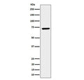 Western blot testing of human HeLa cell lysate with CTPS1 antibody. Predicted molecular weight ~67 kDa.