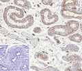 IHC staining of FFPE human testis tissue with Inhibin alpha chain antibody (clone INHA/9354). Inset: PBS used in place of primary Ab (secondary Ab negative control). HIER: boil tissue sections in pH 9 10mM Tris with 1mM EDTA for 20 min and allow to cool before testing.
