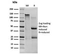SDS-PAGE analysis of purified, BSA-free CD80 antibody (clone C80/1608) as confirmation of integrity and purity.
