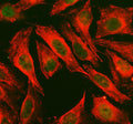 Western blot testing of 1) rat kidney, 2) human HeLa, and 3) human A549 lysate with SAPK4 antibody. Expected/observed molecular weight ~42 kDa.