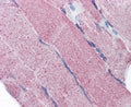 IHC testing of FFPE human skeletal muscle and PCSK6 antibody at 5ug/ml. HIER: steamed with pH6 citrate buffer, AP-staining.