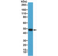 Western blot testing of human Raji cell lysate with PAX-5 antibody at 1:1000. Predicted molecular weight ~42 kDa.