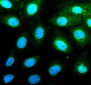 Immunofluorescent staining of PAG1 using anti-PAG1 antibody (green). PAG1 was detected in an immunocytochemical section of U2OS cells. Enzyme antigen retrieval was performed using IHC enzyme antigen retrieval reagent for 15 mins. The cells were blocked with 10% goat serum. And then incubated with 5 ug/ml rabbit anti-PAG1 antibody overnight at 4oC. DyLight 488 Conjugated Goat Anti-Rabbit IgG was used as secondary antibody at 1:500 dilution and incubated for 30 min at 37oC.
