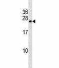 BNIP1 antibody western blot analysis in MCF-7 lysate. Predicted molecular weight: ~26kDa.
