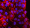 Western blot testing of 1) human 293T, 2) human HeLa, 3) rat heart and 4) mouse heart tissue lysate with PKP2 antibody. Predicted molecular weight: 93-97 kDa.