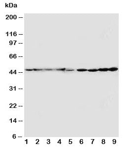 Western blot testing of HDJ2 antibody and Lane 1: rat brain; 2: rat lung; 3: mouse brain; 4: mouse lung; 5: U87; 6: A549; 7: COLO320; 8: A431; 9: HT1080 cell lysate