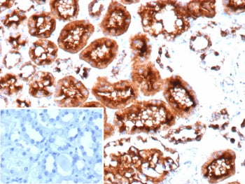 IHC staining of FFPE human colon tissue with recombinant CD10 antibody (clone MME/9617R). Inset: PBS used in place of primary Ab (secondary Ab negative control).