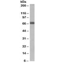 Western blot testing of human muscle lysate with SHP2 antibody at 2ug/ml. Predicted molecular weight: ~68kDa.