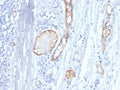 IHC staining of FFPE human tonsil tissue with vWF antibody (clone VWF/4458). HIER: boil tissue sections in pH 9 10mM Tris with 1mM EDTA for 20 min and allow to cool before testing.