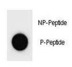 Dot blot analysis of phospho-p21 antibody. 50ng of phos-peptide or nonphos-peptide per dot were spotted.