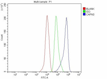 Flow Cytometry analysis of THP-1 cells using anti-CAPN3 antibody. Overlay histogram showing THP-1 cells stained with (Blue line). To facilitate intracellular staining, cells were fixed with 4% paraformaldehyde and permeabilized with permeabilization buffer. The cells were blocked with 10% normal goat serum. And then incubated with rabbit anti-CAPN3 antibody (1 ug/million cells) for 30 min at 20oC.