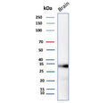 Western blot testing of human brain tissue lysate with Aquaporin 4 antibody (clone AQP4/3321). Observed molecular weight: 35~45kDa depending on glycosylation level.
