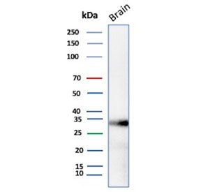 Western blot testing of human brain tissue lysate with Aquaporin 4 antibody (clone AQP4/3321). Observed molecular weight: 35~45kDa depending on glycosylation level.