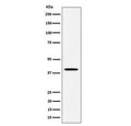 Western blot testing of human JAR cell lysate with DLX3 antibody. Predicted molecular weight ~32 kDa, commonly observed at 32-38 kDa.