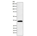 Western blot testing of human HeLa cell lysate with PDHB antibody. Predicted molecular weight ~39 kDa.