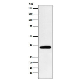 Western blot testing of human HeLa cell lysate with PDHB antibody. Predicted molecular weight ~39 kDa.