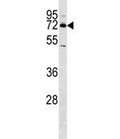 NURR1 antibody western blot analysis in HeLa lysate.