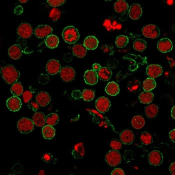 Immunofluorescent staining of human MOLT-4 cells with CD6 antibody (clone 3F7B5, green) and Reddot nuclear stain (red).