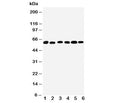 Western blot testing of Monoamine Oxidase B antibody and Lane 1: mouse liver; 2: (m) lung; 3: rat kidney; 4: (r) brain; 5: (r) liver; 6: (r) lung tissue lysate